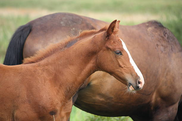 istock Cute chestnut baby foal portrait 528494125