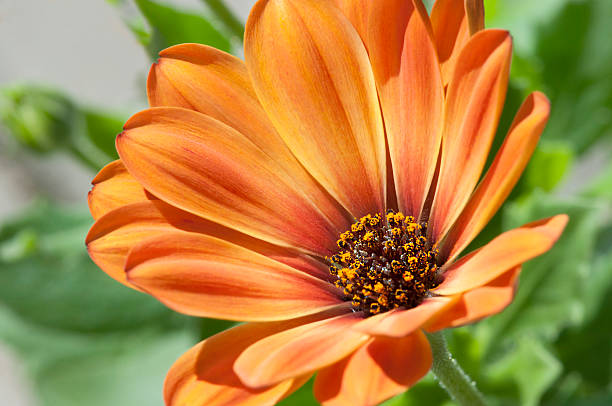 istock Beautiful orange flower Close-up 528494254
