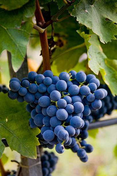 istock Italy, Tuscany, Bolgheri valley, vineyard, wine grape 528494320