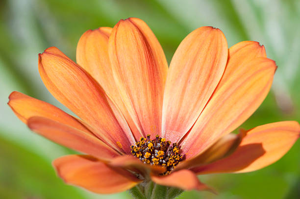 istock Beautiful orange flower bloom Close-up 528494674