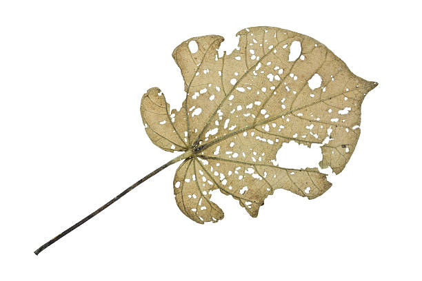 istock Holes on the old leaves. 528495005