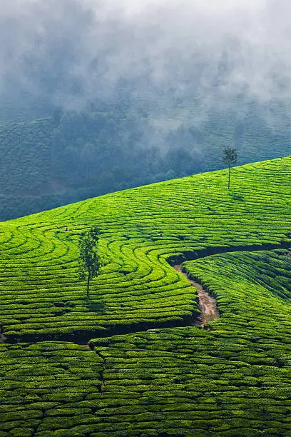 Kerala India travel background - green tea plantations in Munnar, Kerala, India - tourist attraction