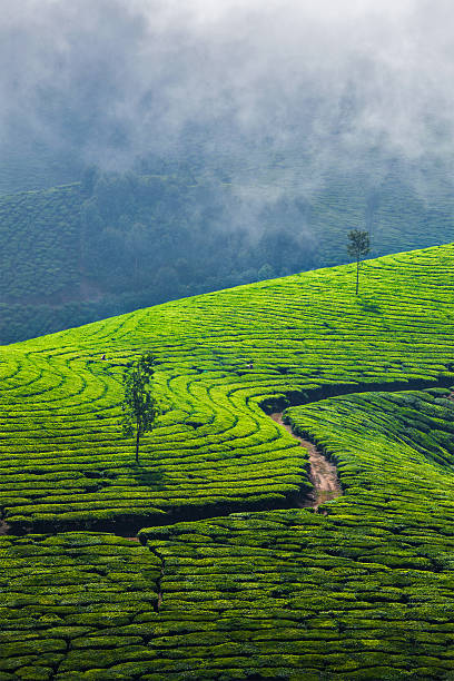 plantações de chá verde em munnar, kerala, índia - munnar imagens e fotografias de stock