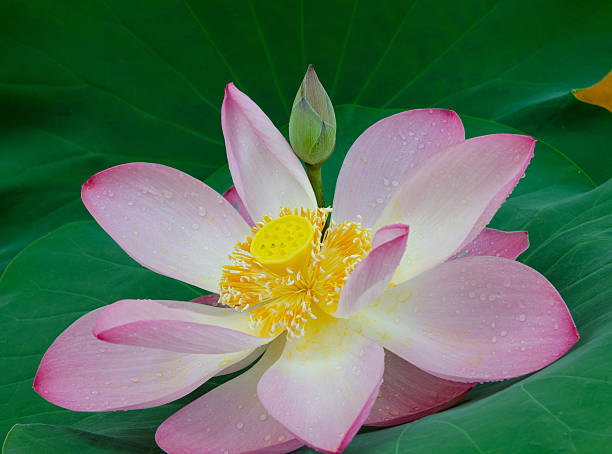 istock Pink lotus on green leaf 528495553