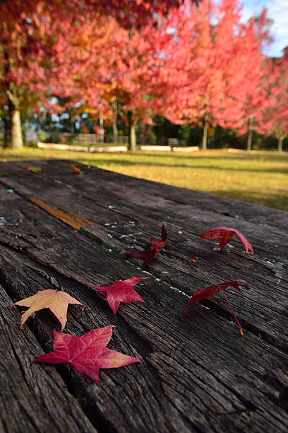 istock Autumn in Mt.Wilson NSW, Australia 528495650