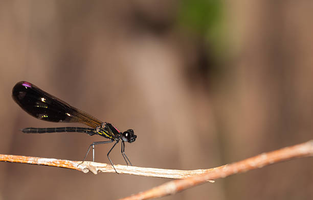 istock Aristocypha fenestrella rambur ,Damselfly in the nature 528495720