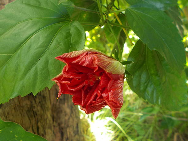 istock Red chinese rose, hibiscus, red flower. 528495990