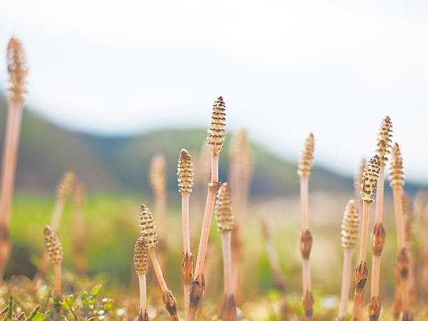 Horsetail flowers in Japan stock photo