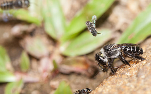 istock Bee eating mineral from the waterfall stone 528496048