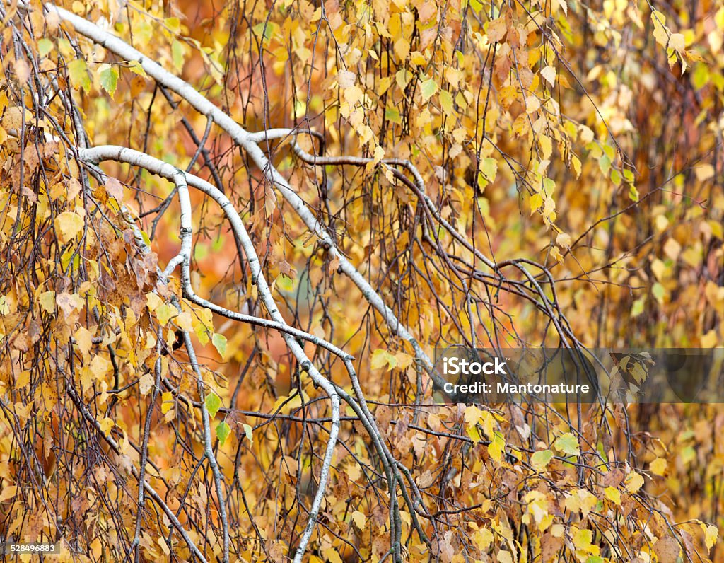 Birch Tree (Betula pendula) in Autumn I made this Picture in Autumn in the Garden with my Canon 300mm Tele Lens on Full Frame. Autumn Stock Photo