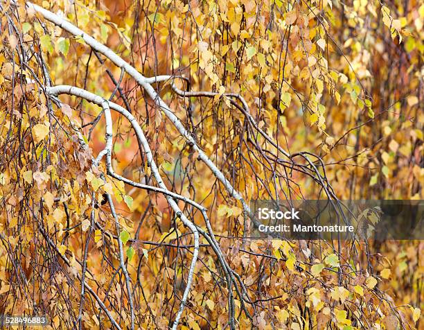 Birch Tree In Autumn Stock Photo - Download Image Now - Autumn, Backgrounds, Beauty In Nature