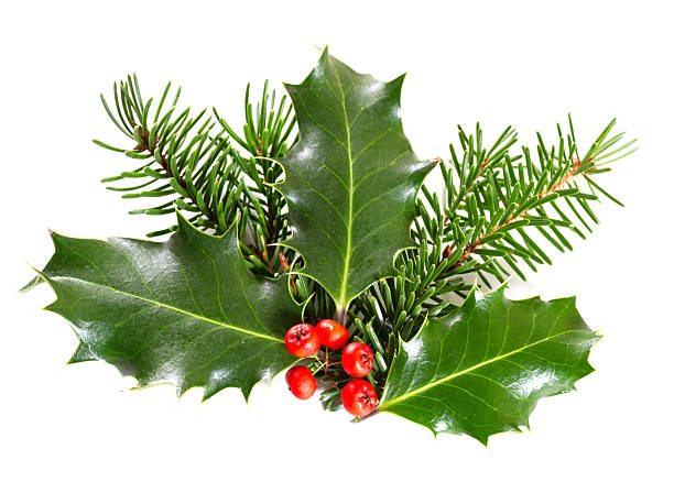 istock Holly leaves and berries 528496937