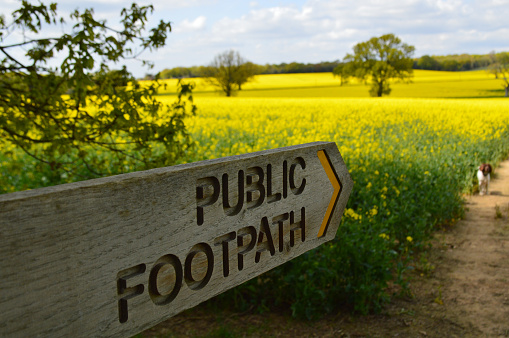 Dog walking in rural West Sussex along a public footpath making its way through a field of rapeseed.