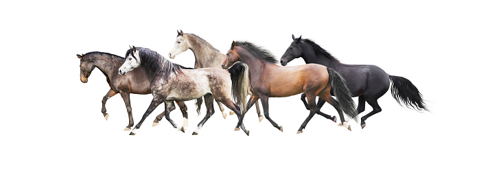 herd of horses running , isolated on white background