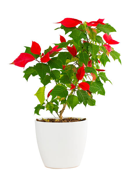 istock Christmas star gift box flowerpot 528497637