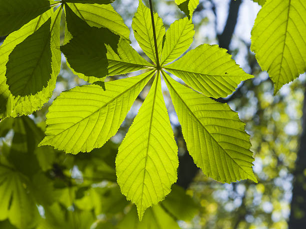 istock Leaves of horse chestnut tree in morning sunlight, selective focus 528497784