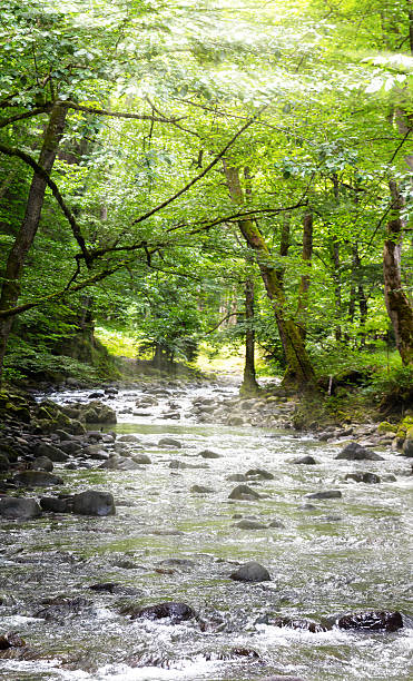 istock Mountain River in the wood 528497796