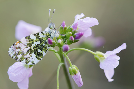 The Orange-tip is a common resident in the Netherlands. It is mostly find either Cardamine pratensis in damp grasslands, or on Alliaria petiolata in light shaded woodland edges.