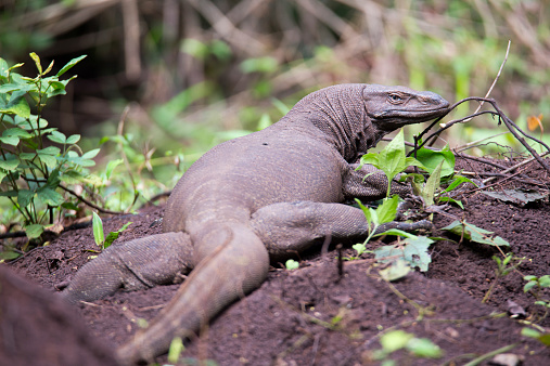 Monitor Lizard Closeup Stock Photo - Download Image Now - Animal Scale, Animal Wildlife, Animals In The Wild - iStock Monitor Lizard Closeup Stock Photo - Download Image Now - Animal Scale, Animal Wildlife, Animals In The Wild - iStock
