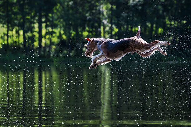 saltar de cachorro - fox terrier - fotografias e filmes do acervo