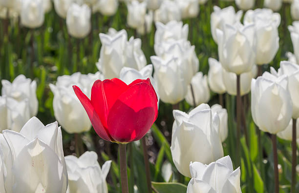 istock Single red tulip among many white tulips 528499400