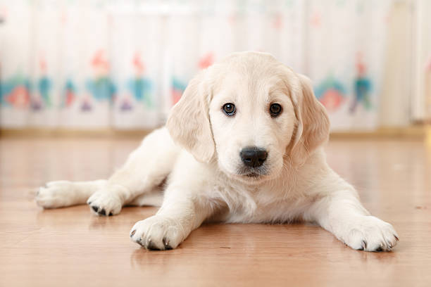 istock labrador retriever puppy 528499435