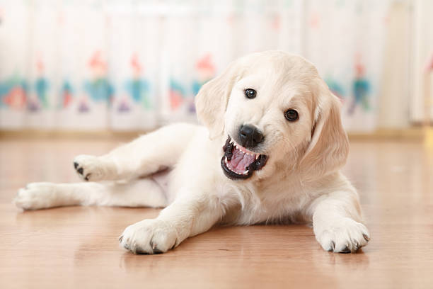 istock labrador retriever puppy 528499437