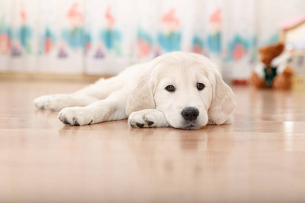 istock labrador retriever puppy 528499451