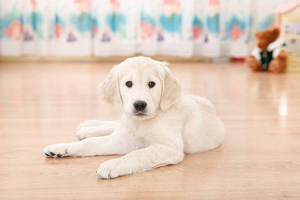 istock labrador retriever puppy 528499453