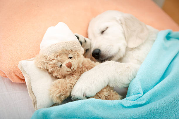 istock labrador retriever puppy 528499469