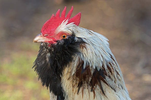 istock Salmon Faverolle Rooster 528499700