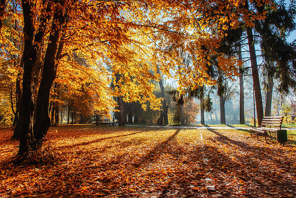 Warm peaceful day in the autumn park. Bench in the park.