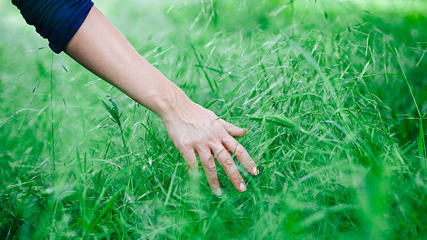 istock Woman's hand touching the grass, 'feeling nature' 528501622