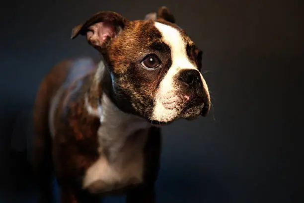 Boston terrier puppy posing with a black background
