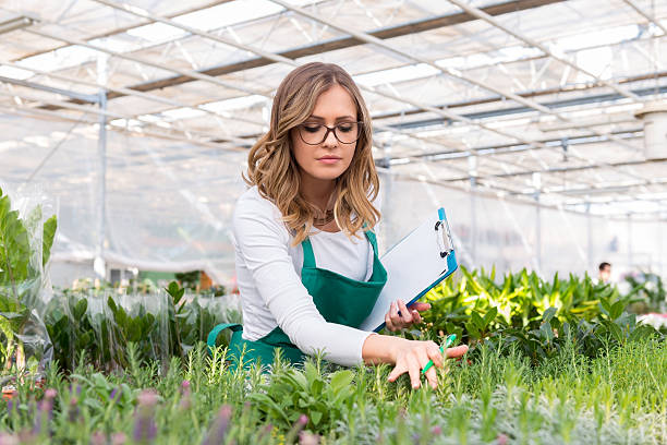 istock Young florist working in greenhouse. 528502216
