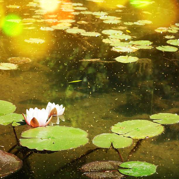 istock lotus flower in pond 528502806