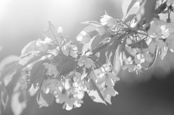 istock blooming spring flowers sun spring cherry black white noise 528502884