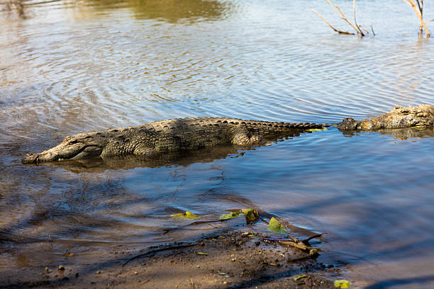 istock Sacred crocodile, Burkina Faso 528502948