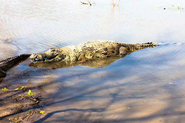 istock Sacred crocodile, Burkina Faso 528503024