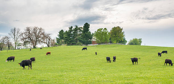 istock Cows in fields at farn mear North Valley Pike, Virginia 528503504