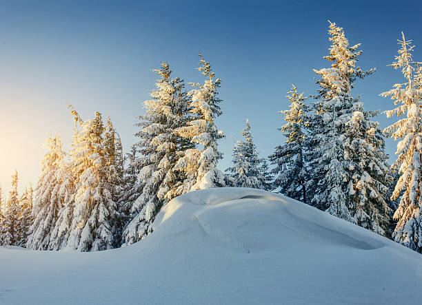 istock magical winter snow covered tree. Carpathian, Ukraine, Europe. 528503620