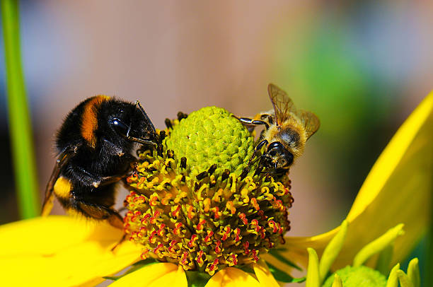 bee and bumblebee together in freedom on flower