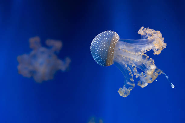 branco-manchado águas-vivas (phyllorhiza punctata). - white spotted jellyfish fotos - fotografias e filmes do acervo