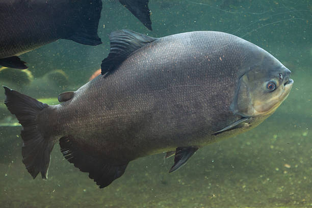 istock Tambaqui (Colossoma macropomum), also known as the giant pacu. 528504644