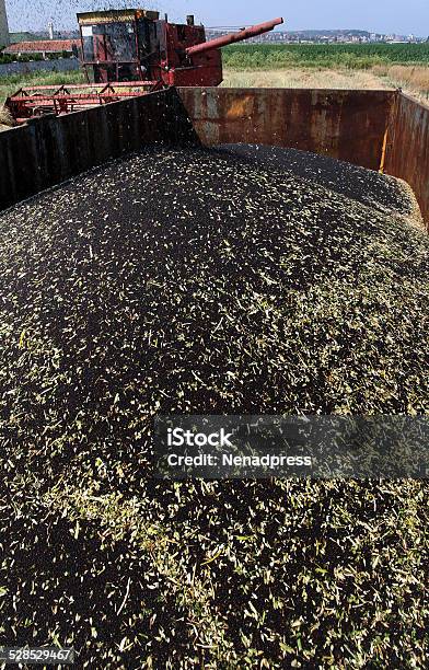 Foto de Brassica Napus L e mais fotos de stock de Canola - Canola, Carregamento - Atividade, Colheita