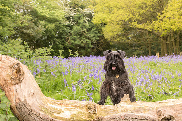istock Black miniature Schnauzer standing on a log with bluebell background 528530031