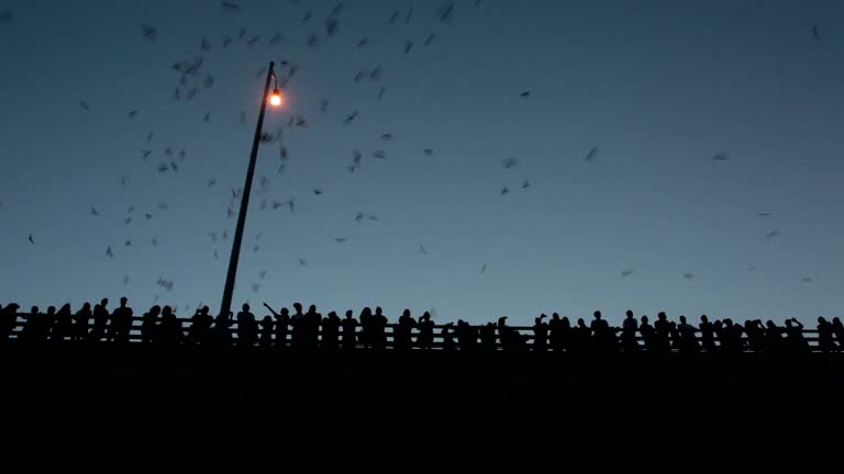 Crowds of people watch Mexican free-tailed bats Austin Texas