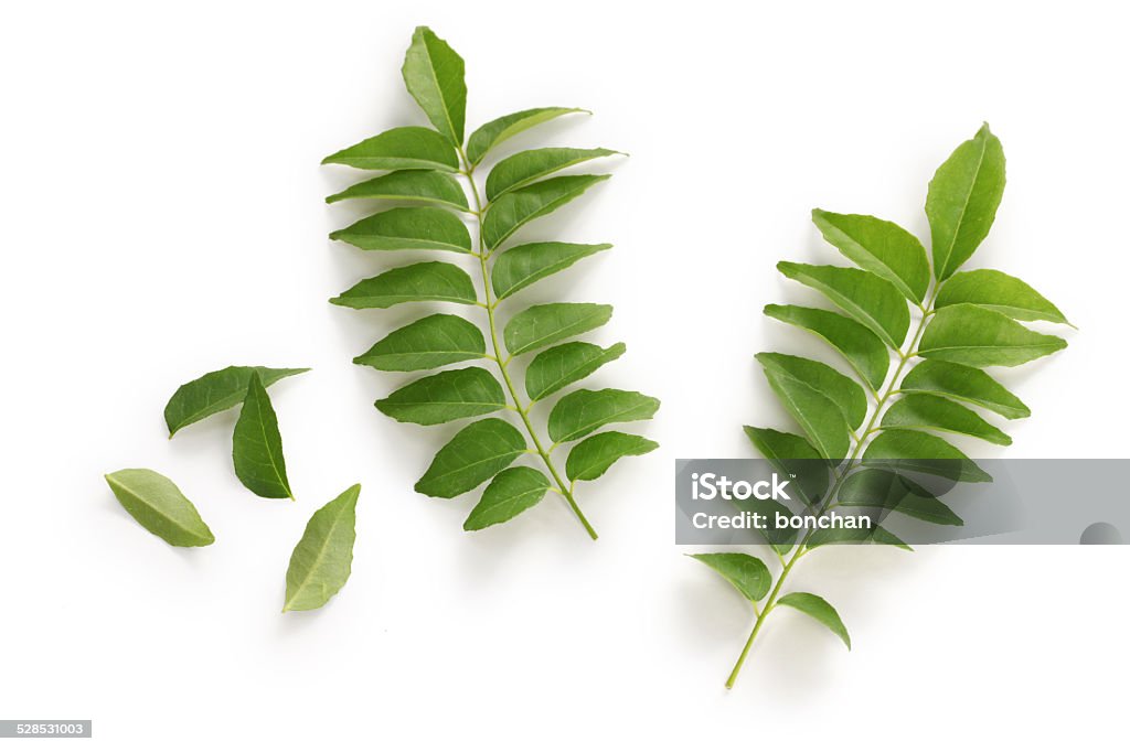 curry leaf, curry tree curry leaves isolated on white background Leaf Stock Photo