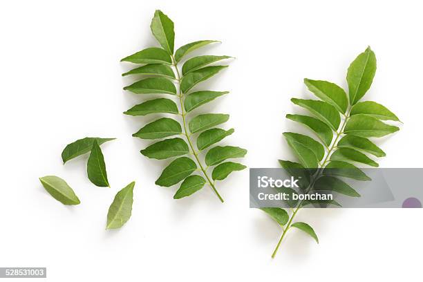 Curry Leaf Curry Tree Stock Photo - Download Image Now - Leaf, White Background, Tree