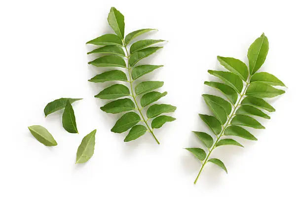 curry leaves isolated on white background